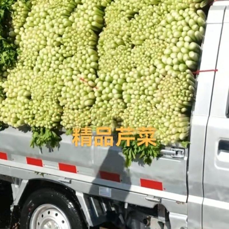 精品西芹
