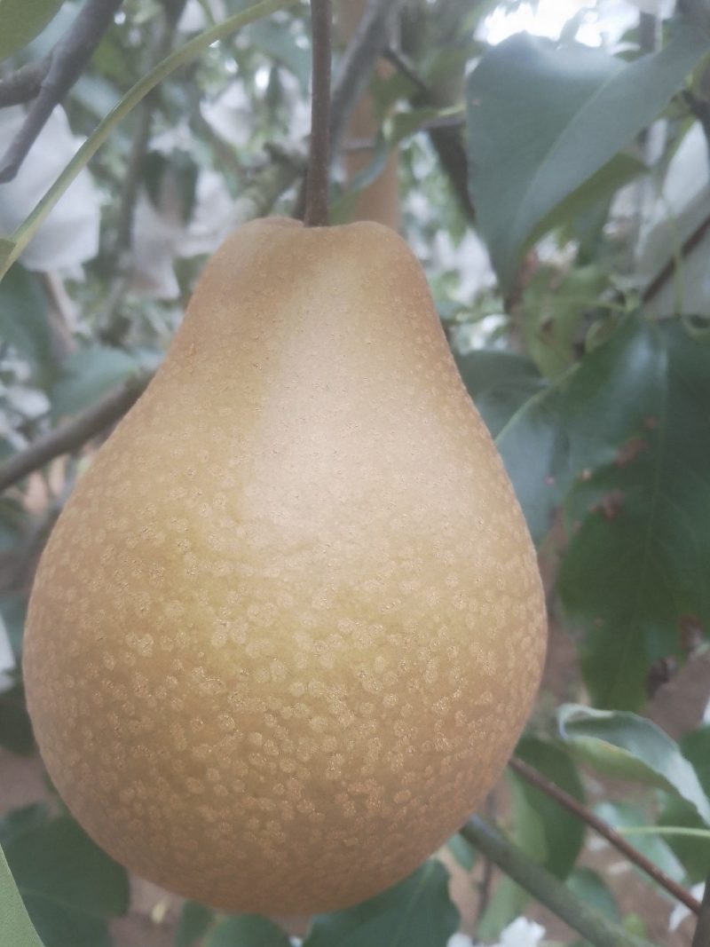 苍溪雪梨
