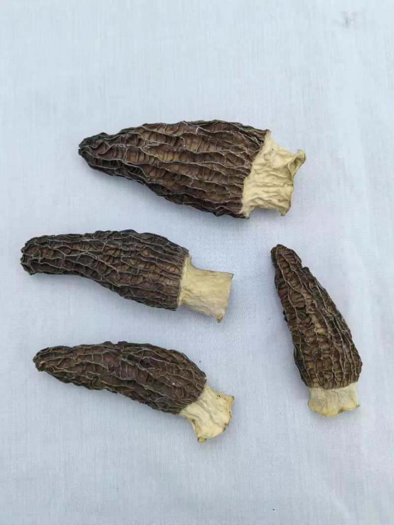 羊肚菌羊肚菌批发六妹七妹系列品质好全国包邮！！
