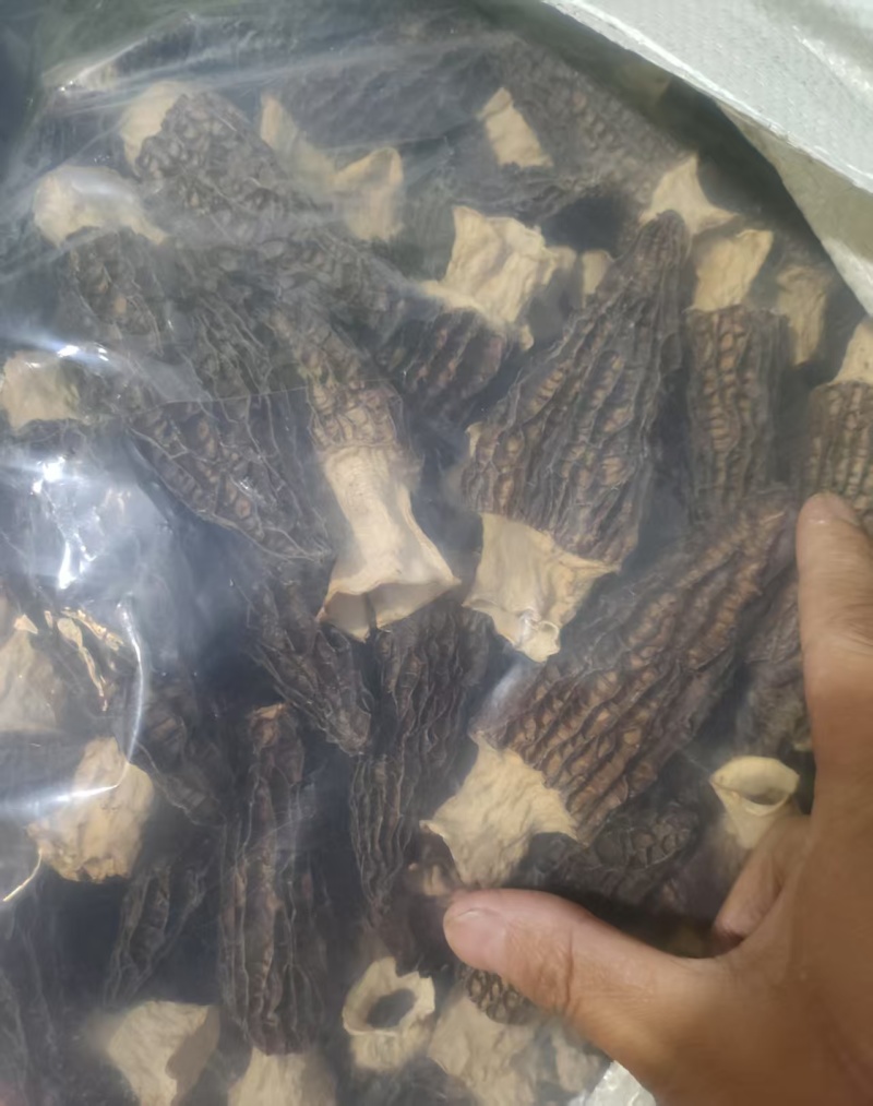 羊肚菌羊肚菌批发六妹七妹系列品质好全国包邮！！