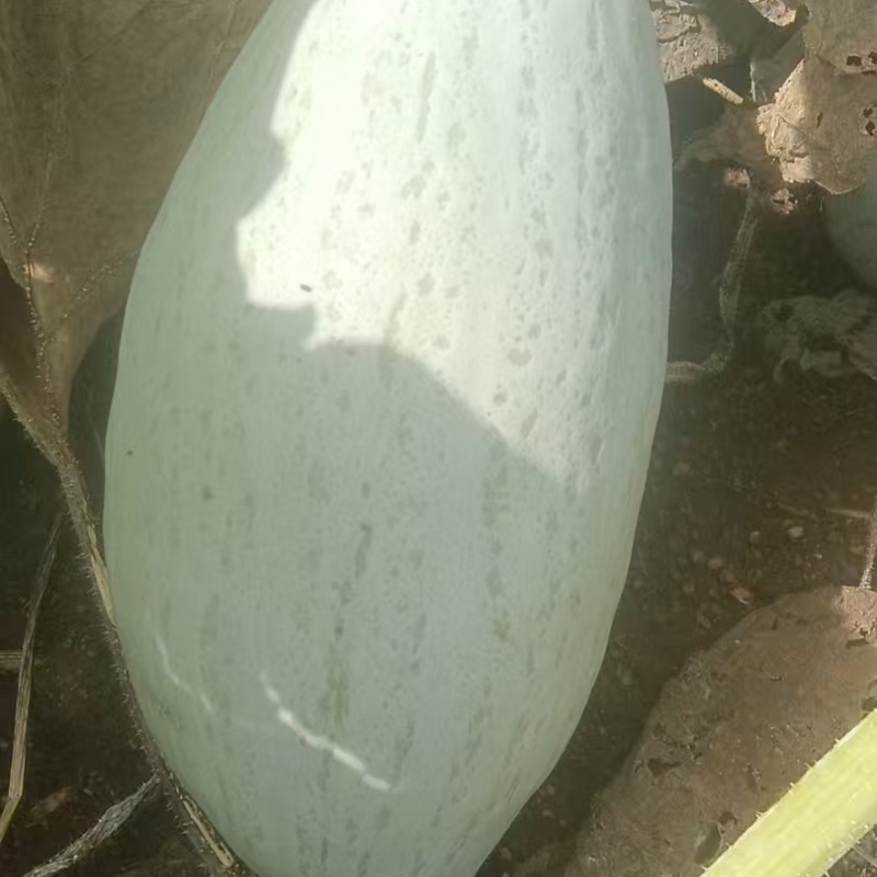 丑瓜，东北本地的瓜，几万斤，保质保量，可视频看货