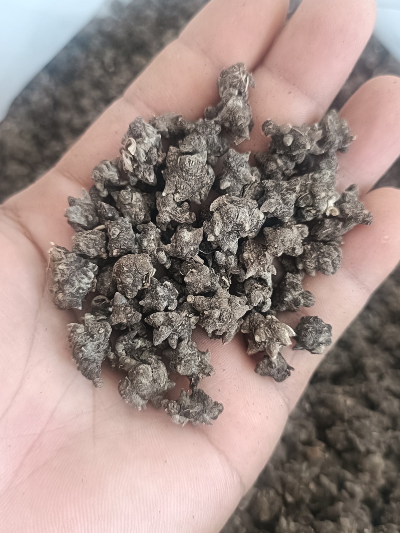 尖爪野生猫爪草，水洗三遍
