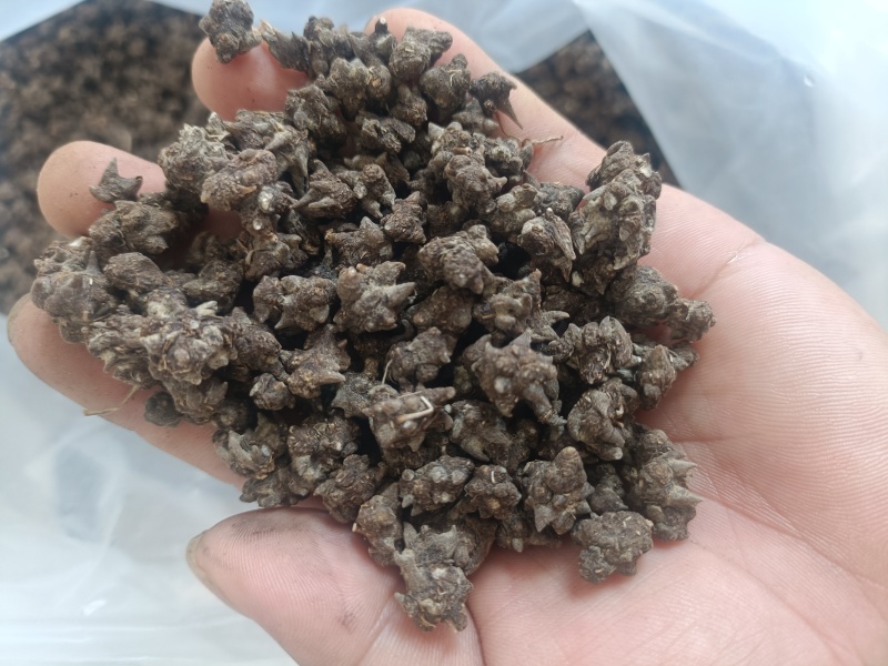 尖爪野生猫爪草，水洗三遍