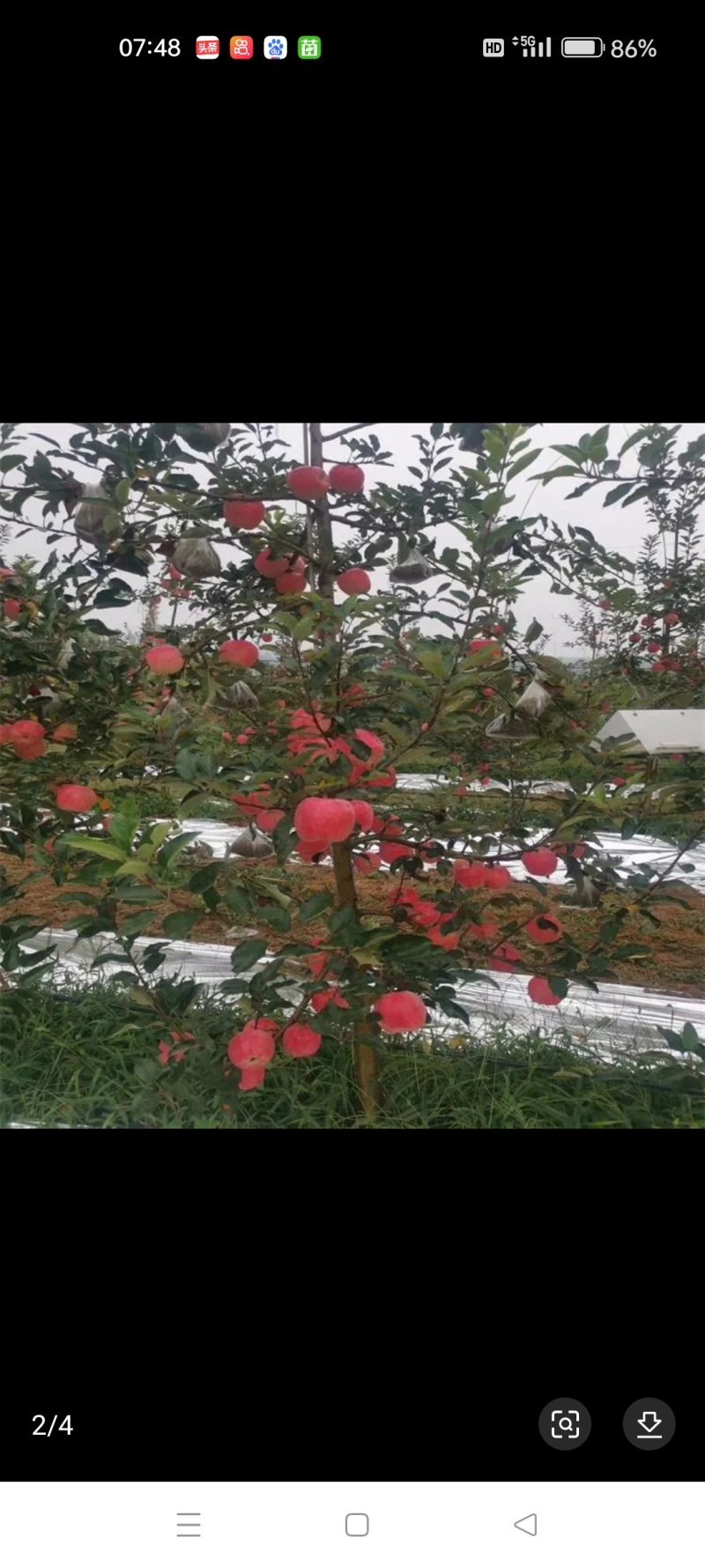 梨树苗晚秋黄梨秋月梨山农酥梨基地苗量大从优