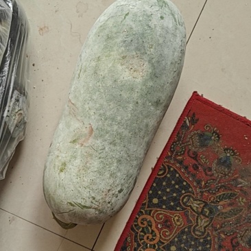 白皮地冬瓜