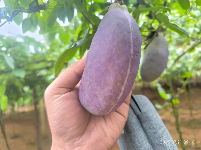 网红水果八月瓜（八月炸）7月底到11月每天有货