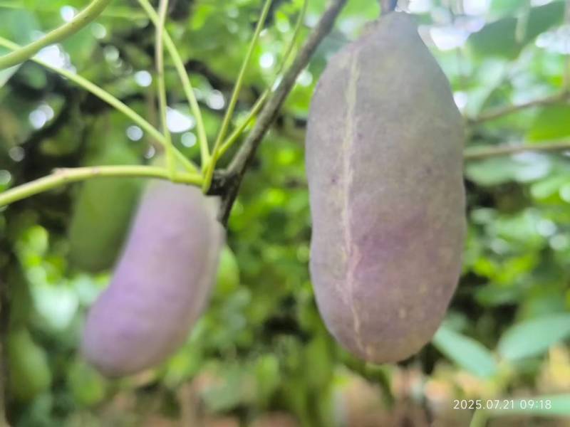 网红水果八月瓜（八月炸）7月底到11月每天有货