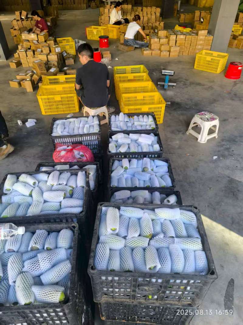 网红水果八月瓜（八月炸）7月底到11月每天有货
