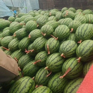 小吊瓜全美2k西瓜大量上市产地直发品质保证量大价优