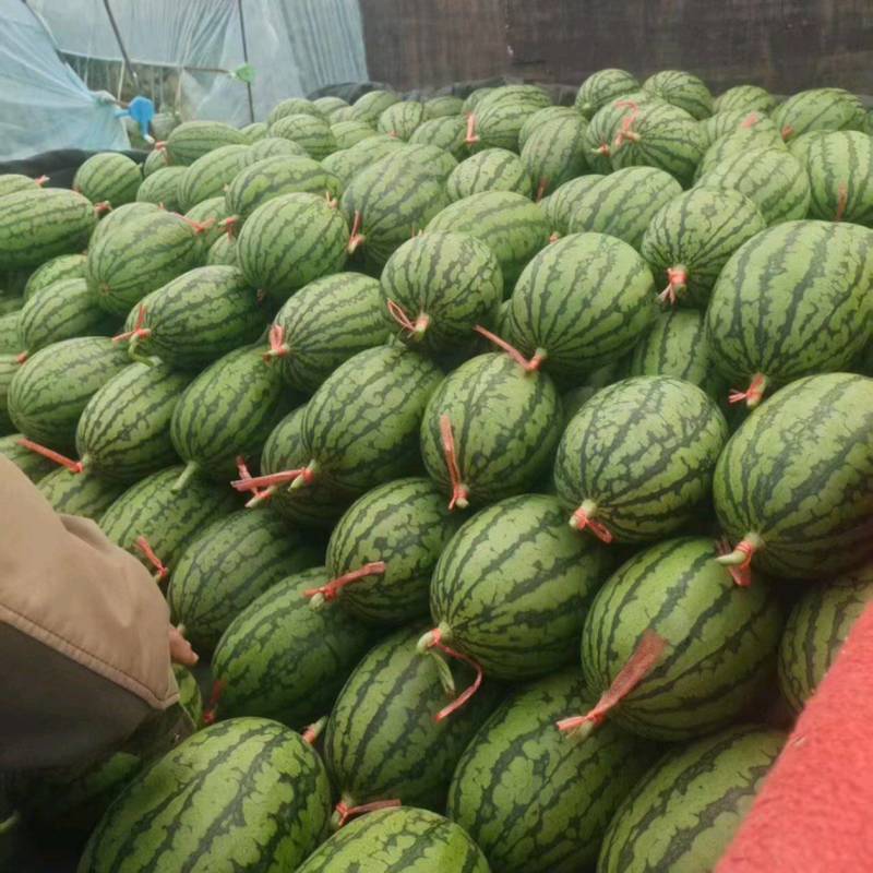 小吊瓜全美2k西瓜大量上市产地直发品质保证量大价优
