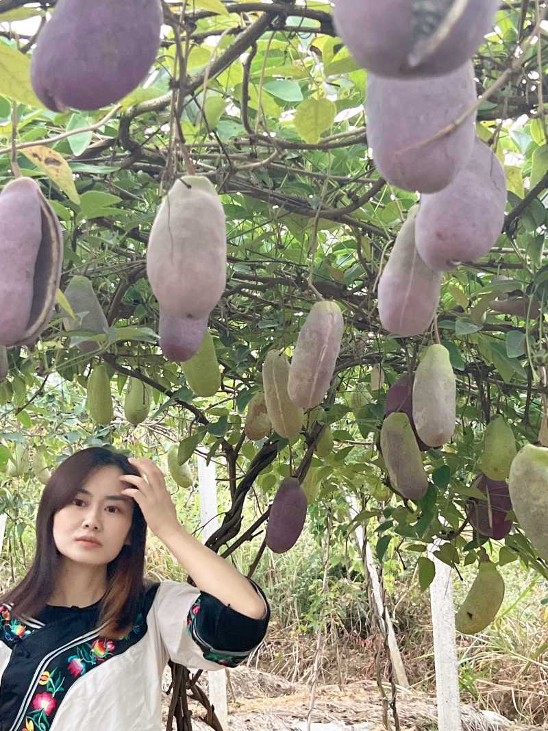 网红水果八月瓜（八月炸）7月底到11月每天有货
