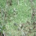 野生水苔草