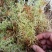 野生水苔草