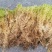 野生水苔草