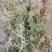野生水苔草