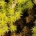 野生水苔草