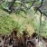 野生水苔草