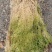 野生水苔草