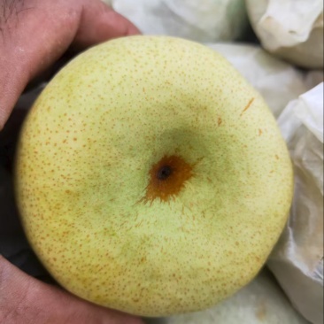【核小无渣】安徽砀山酥梨水分足价格优惠品质好发全国市场包上车