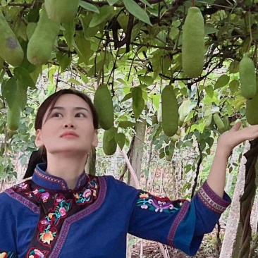 网红水果八月瓜（八月炸）7月底到11月每天有货