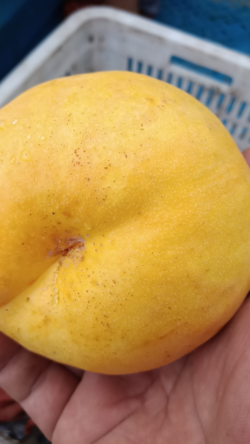 风味天后黄油蟠桃