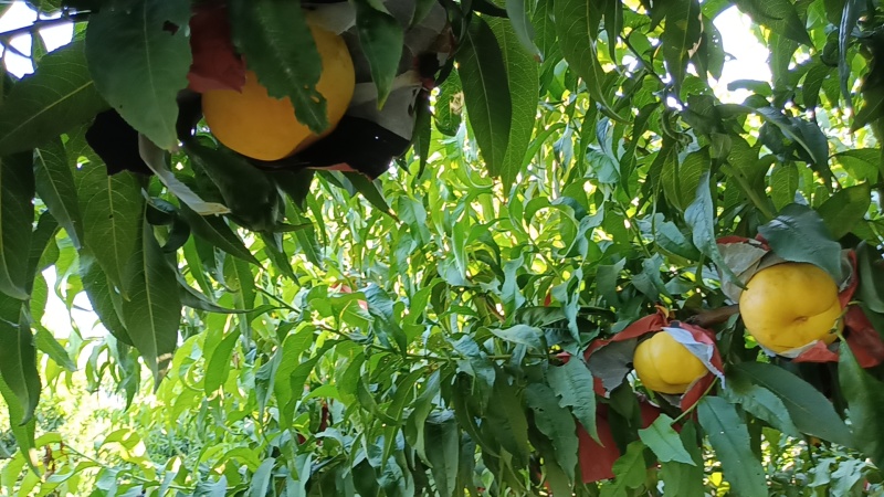 风味天后黄油蟠桃