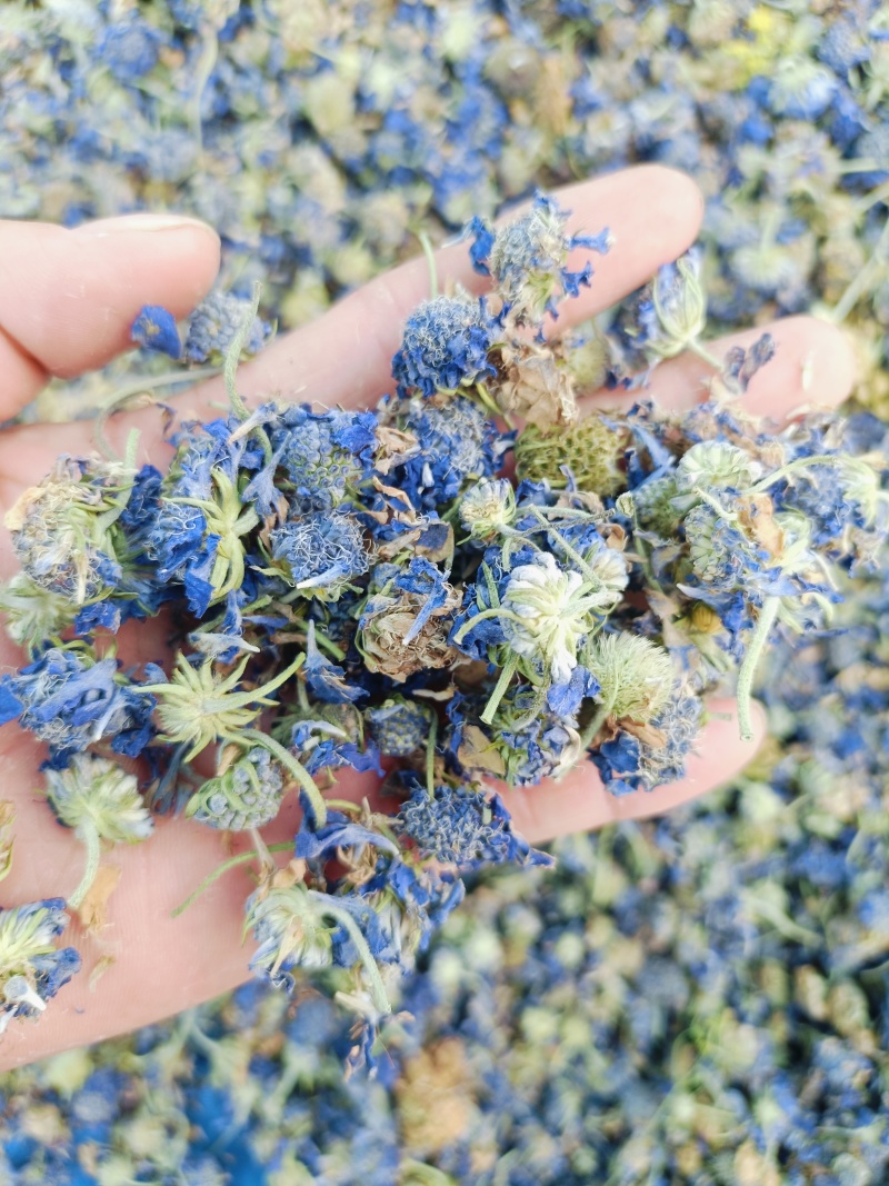 中药材蓝盆花蒙药质量保证经营各种中药材欢迎咨询选购！