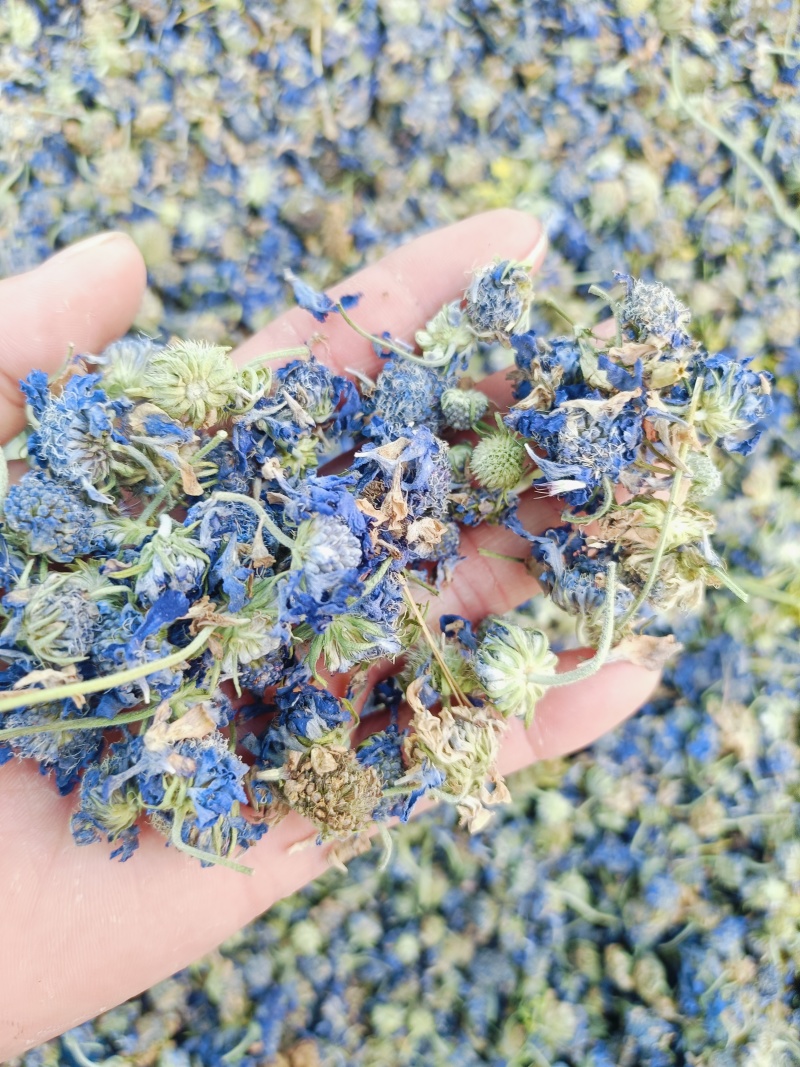 中药材蓝盆花蒙药质量保证经营各种中药材欢迎咨询选购！