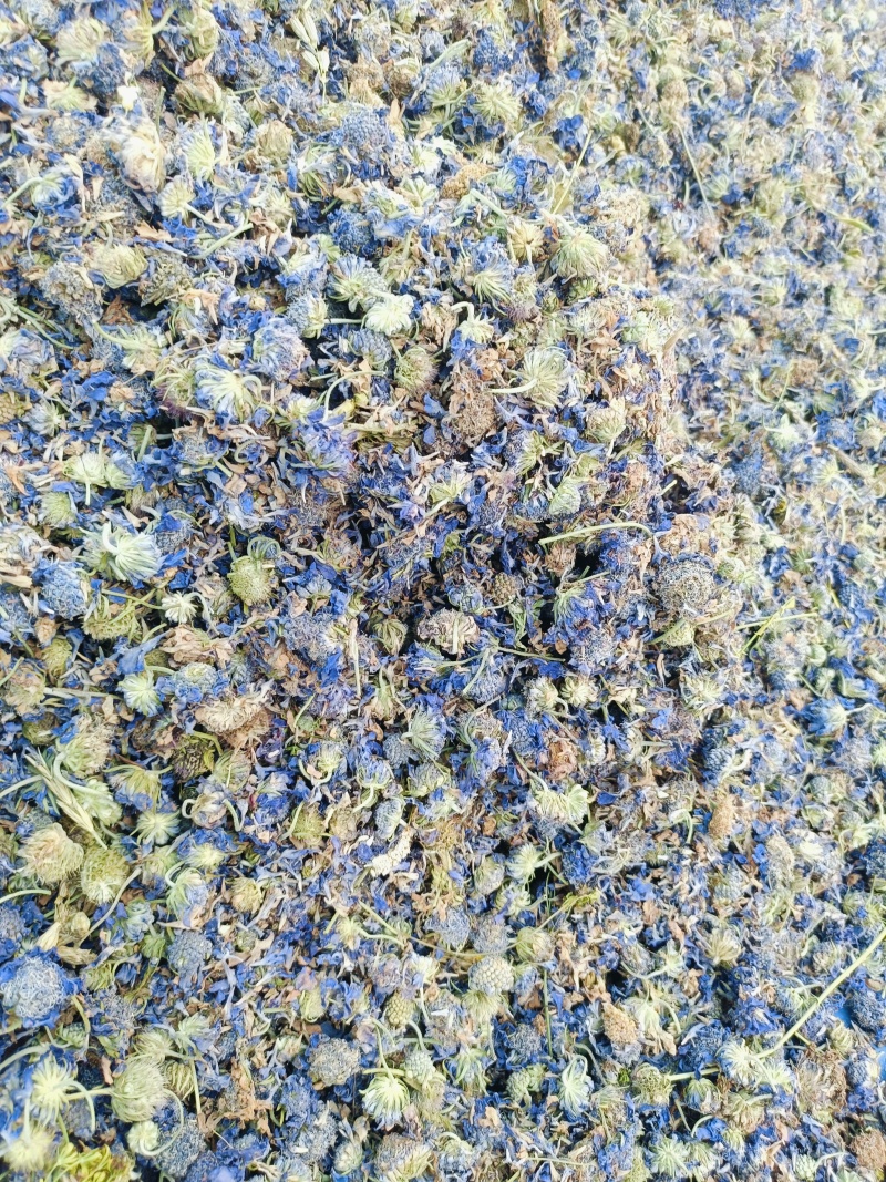中药材蓝盆花蒙药质量保证经营各种中药材欢迎咨询选购！