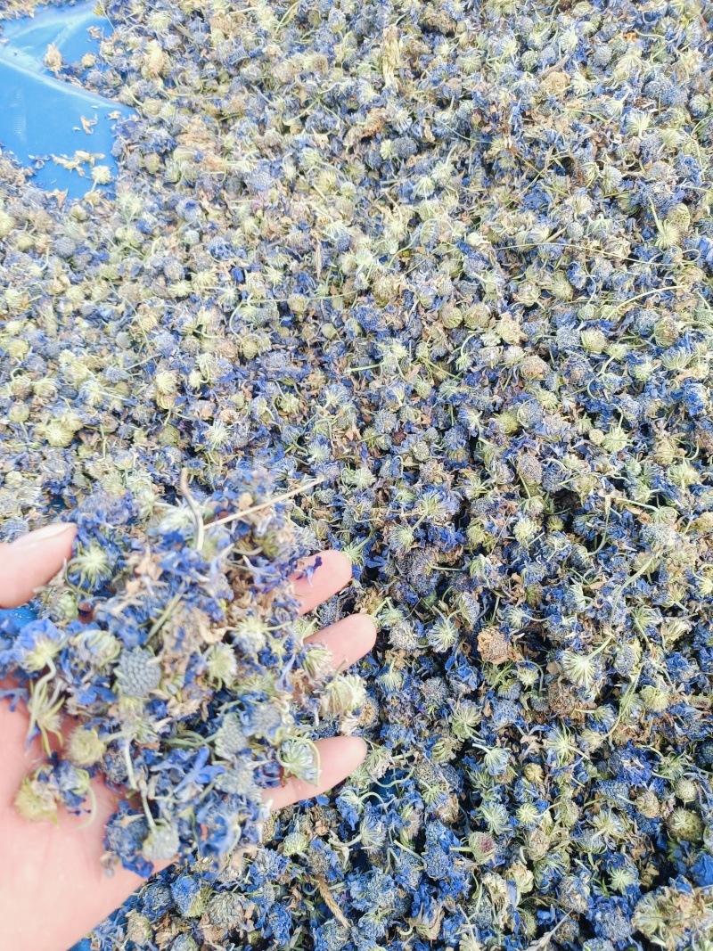 中药材蓝盆花蒙药质量保证经营各种中药材欢迎咨询选购！