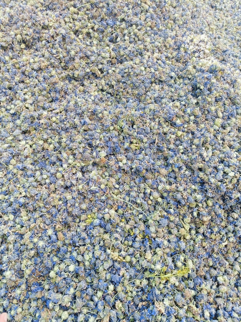 中药材蓝盆花蒙药质量保证经营各种中药材欢迎咨询选购！