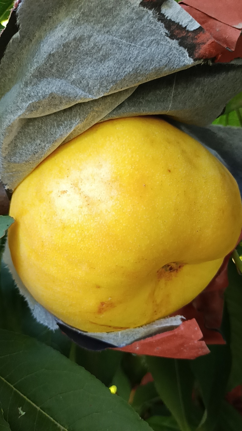 风味天后黄油蟠桃