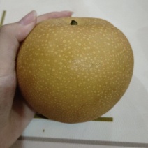 山东秋月梨