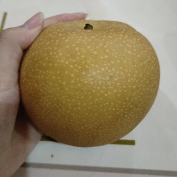 山东秋月梨