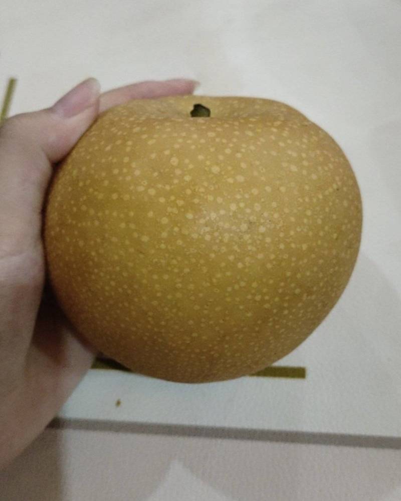 山东秋月梨