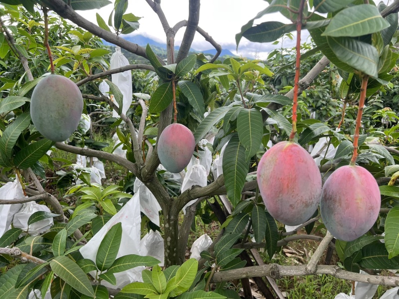 攀枝花华坪县凯特芒热带水果欢迎各位老板前来采购