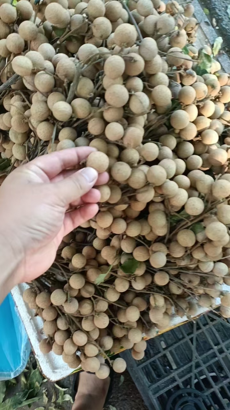 四川龙眼二圆（大概无名指大小）