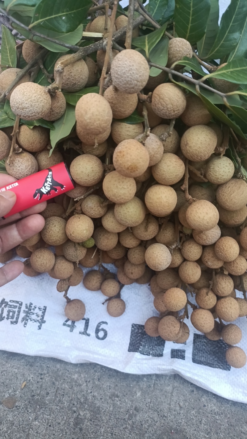 四川龙眼二圆（大概无名指大小）
