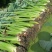 福建长汀芋头
