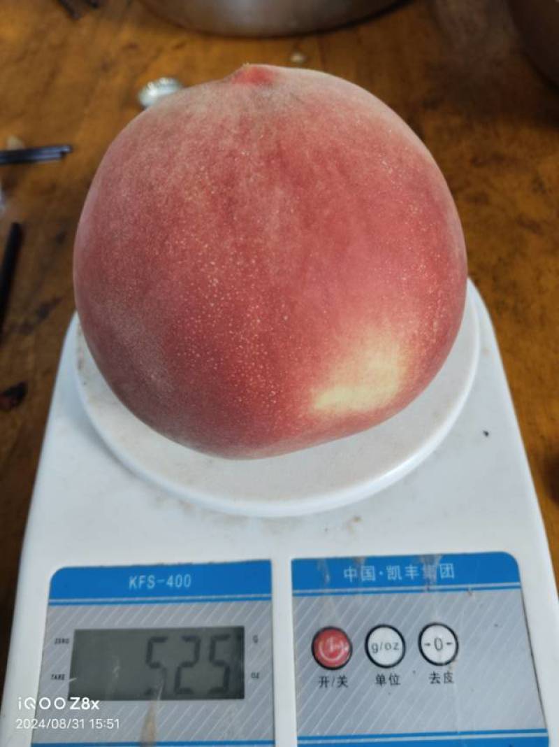 山东新鲜离合桃秋彤，果肉脆甜，现摘现发，品质保证！