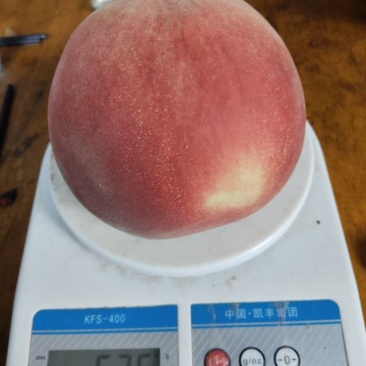 山东新鲜离合桃秋彤，果肉脆甜，现摘现发，品质保证！