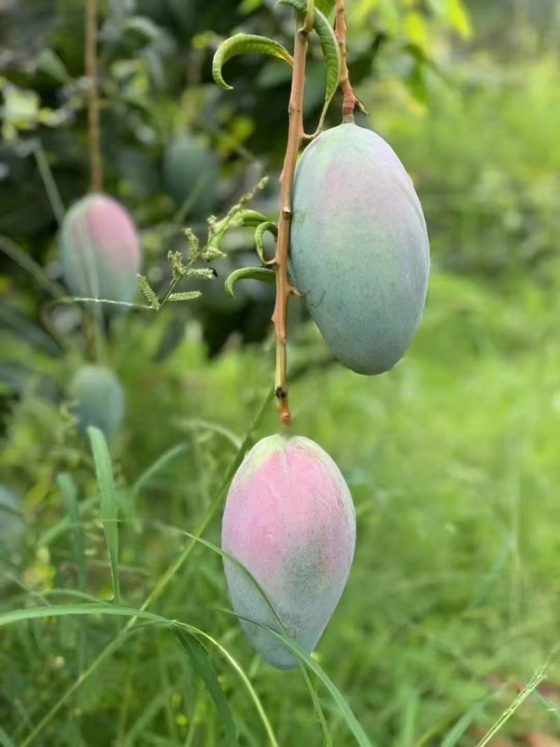 芒果