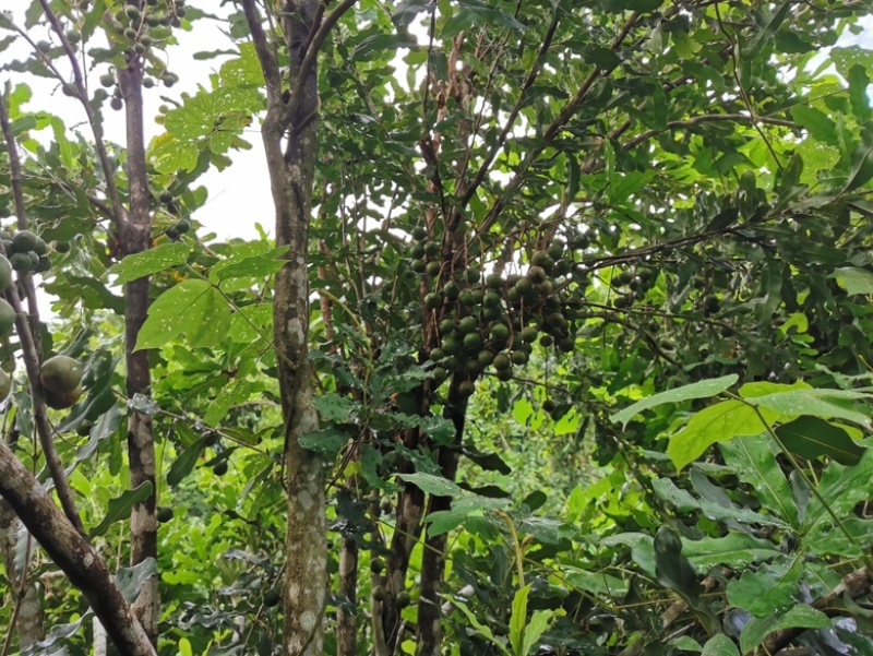 夏威夷果
