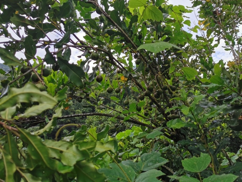 夏威夷果