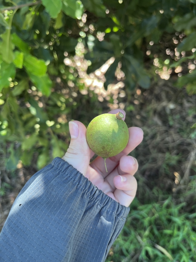 夏威夷果