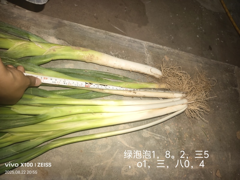 山西长白大葱