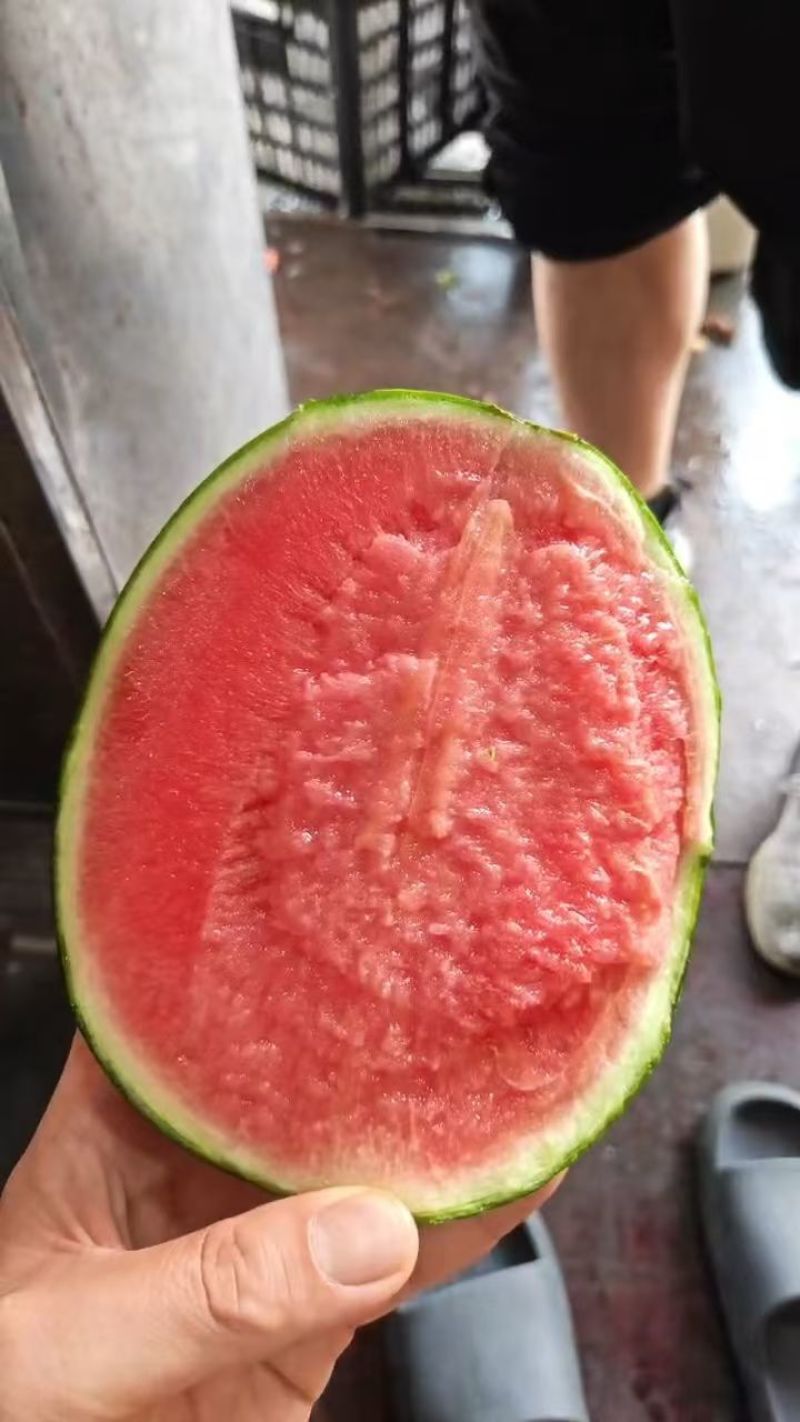 精品小糖丸西瓜2K西瓜手掰西瓜冰糖籽随时可看货随到随装