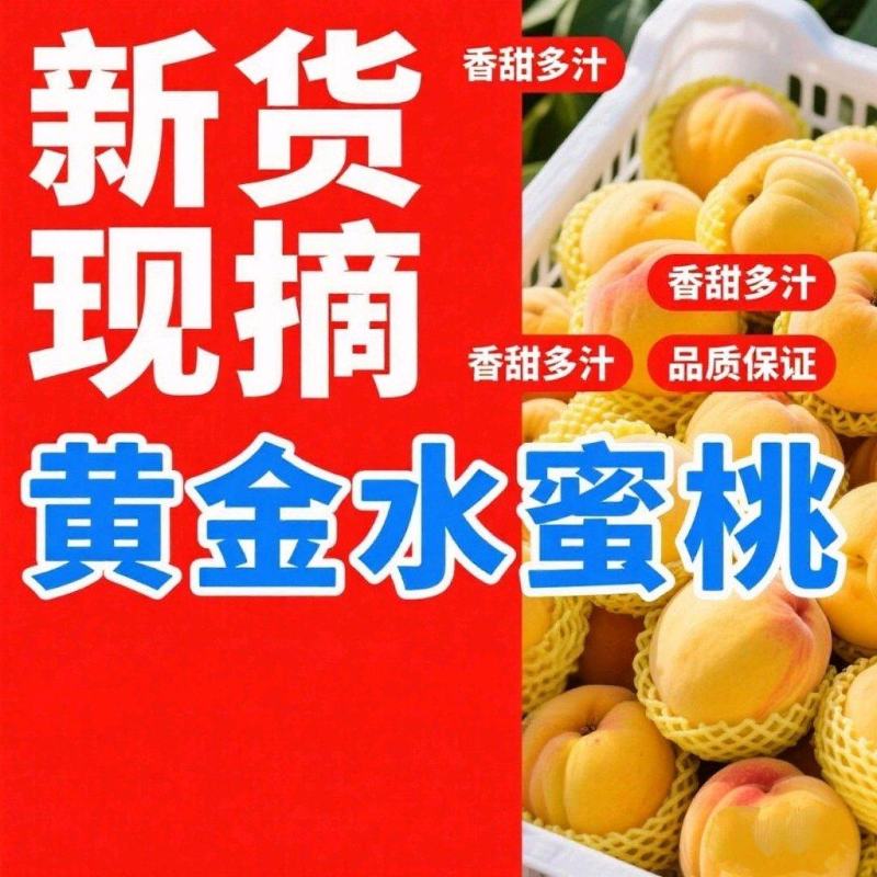[牛]黄金水蜜桃色泽金黄口感超甜大量上市对接市场商超