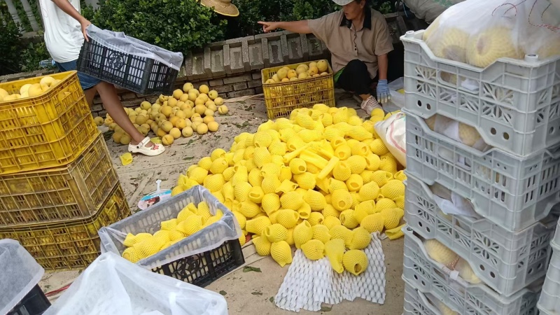[牛]黄金水蜜桃色泽金黄口感超甜大量上市对接市场商超