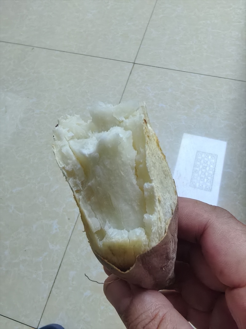 纯沙地哈密薯，条形好色泽亮，现挖现采支持各种包装全国发货